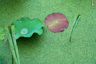 《羊蹄山之魂》IGN 8分 故事老套但战斗进化